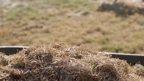 Wheelbarrow full of dry grass thatch with rake working in background Stock Footage 341407020