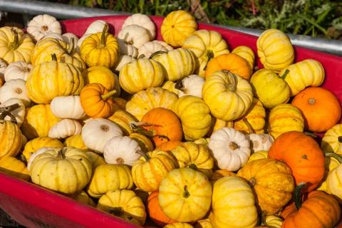 Wheelbarrow full of pumpkins Stock Photos