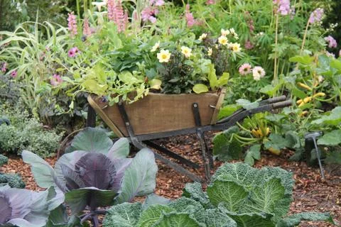 Wheelbarrow Planter. Stock Photos