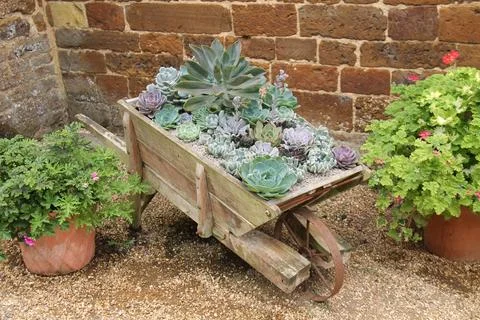 Wheelbarrow Planter. Stock Photos