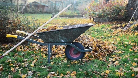 Wheelbarrow stands together with rake in garden covered in autumn leaves Stock Footage 98564649