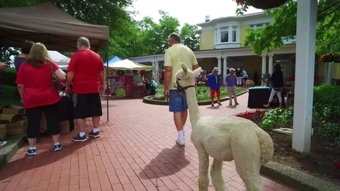 WHEELING WEST VA, OGLEBAY PARK, LLAMA  WALKING ON SIDEWALK AT CRAFT SALE Stock Footage 113689454
