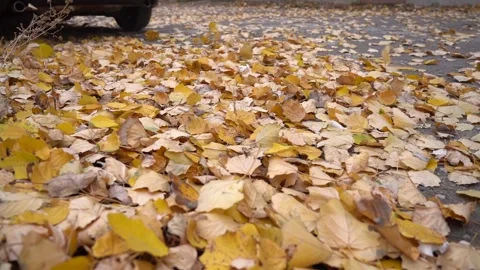 The wheels of the car pass slowly through the autumn leaves Stock Footage 165763233