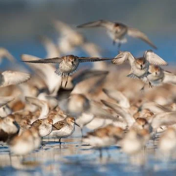 Wheels Down 2 -Dunlins (Calidris alpina) and Western Sandpipers (Calidris mau Stock Photos