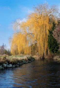 Wheeping willow at a river in Bavaria Stock Photos