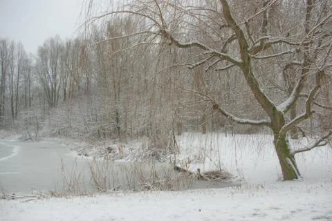 Wheeping willow tree on the edge of the water on a hazy snowy da Foto stock