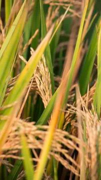 Wheet farm Stockfoto's