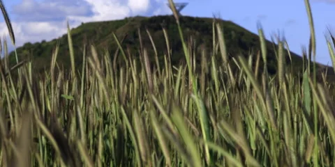Wheet field in front of Saar Polygon wheet Stock Footage 154480908