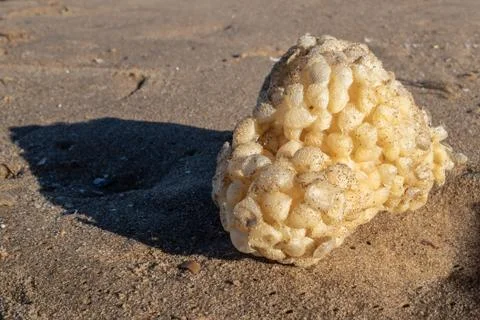 Whelk Buccinum empty egg cases on the beach Foto stock