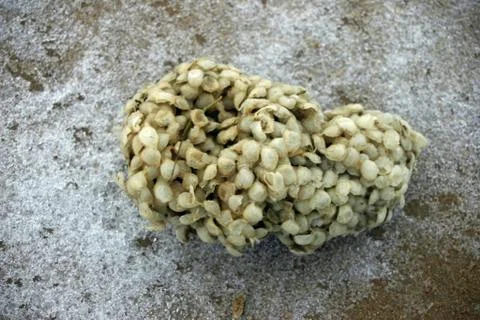 Whelk egg case Stock Photos