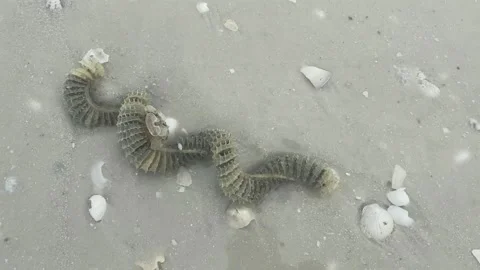 Whelk Egg Casing on Beach in Florida Stock Footage 228609880