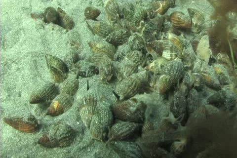 Whelk feeding 動画素材 12394116