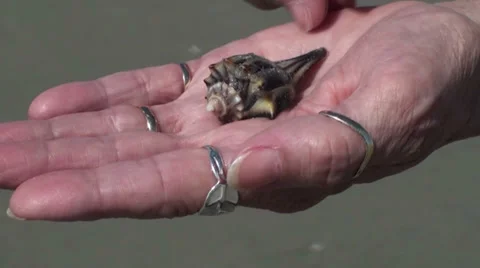 Whelk Stock Footage 33320160