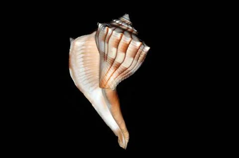 Whelk Right Sided Seashell, India, Asia Stock-Fotos