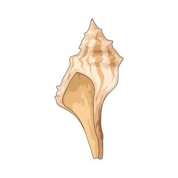 Whelk shell illustration Stock Illustration