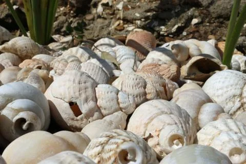 Whelk shells on beach Stock Photos