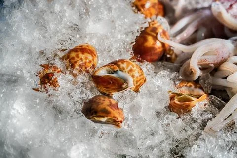 Whelks on ice Stock Photos
