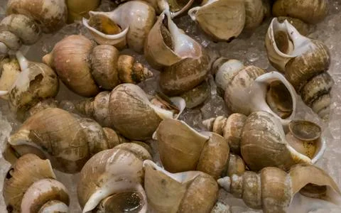 Whelks on ice Stock Photos