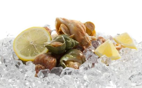 Whelks with lemon on ice Stock Photos