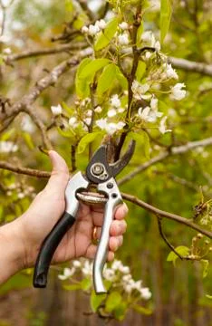 When and How to Prune? Stock Photos