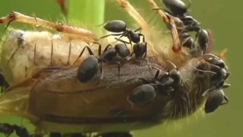 When the ants are eating Stock Footage 203893875