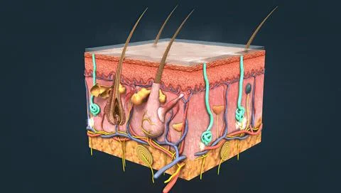 When body temperature rises, sweat glands in the skin secrete sweat that Stock Illustration