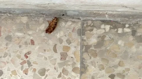When the camera approaches a barely alive roach he is got some movement his legs Stock Footage 134289792