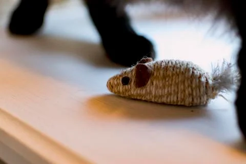 When cat and mouse. Stock Photos
