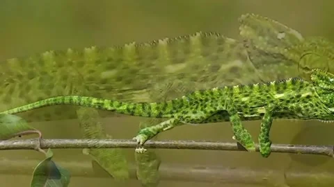 When the chameleon is walking Stock Footage 303638740