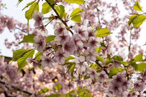 When the cherry blossoms begin to bloom Stock Photos