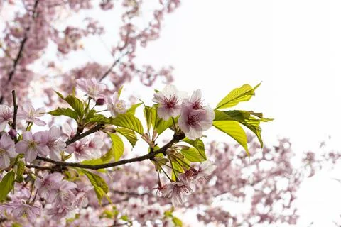 When the cherry blossoms begin to bloom Stock Photos