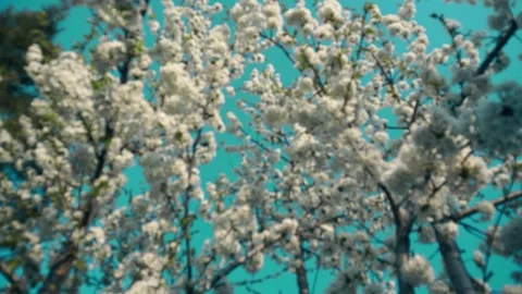 When the cherry tree blossoms Stock Footage 251708409