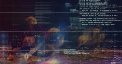 When code overlay fading in baby chicks pecking straw while data graphs rising Stock Footage 319852620