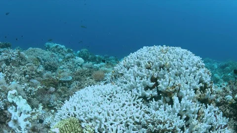 When a coral reef dies Vídeos de archivo 80482561