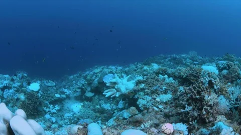 When a coral reef dies Stock Footage