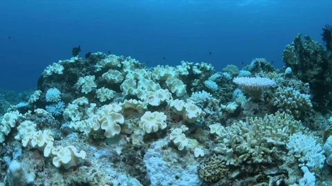 When a coral reef dies Stock Footage