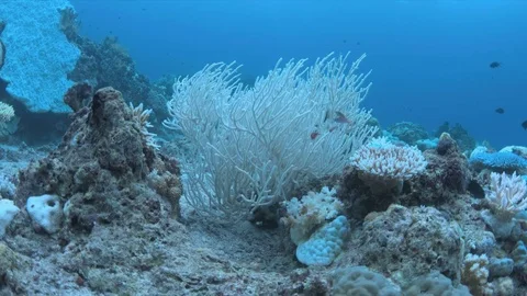 When a coral reef dies Vidéo 80522664