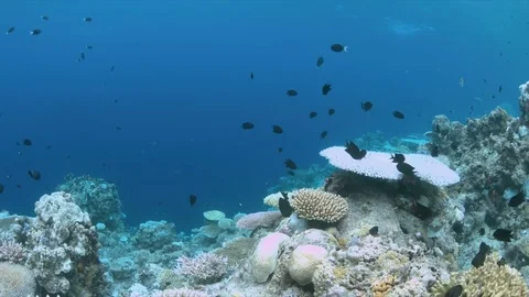 When a coral reef dies Stock Footage
