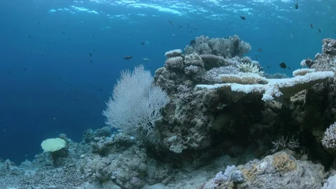 When a coral reef dies Vidéo 80534037