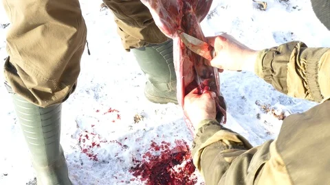 When cutting the hare, the blood drips into the snow and the inside takes out of Stock-Footage 123574906