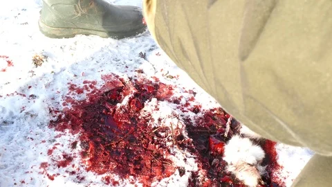 When cutting the hare, the blood drips into the snow and the inside takes out of Stock-Footage 123574923