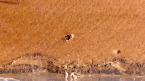 When drywood termites clean their nests. Stock-Footage 150332043
