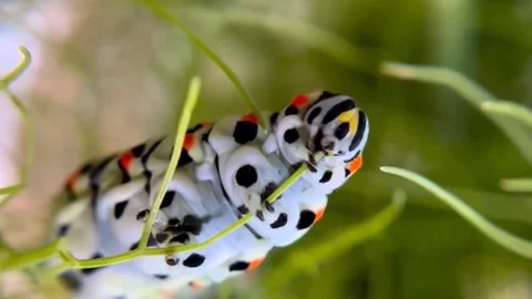 When the fat caterpillar is eating Stock Footage 276209936