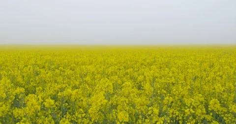 When the fog goes away - a field of beautiful blooming rapeseed plants Vídeo Stock 108123745