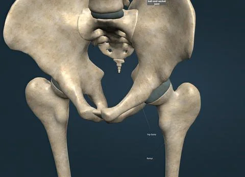 When the hip joint, thighbone and hip bone come together, they form one of .. Stock Illustration