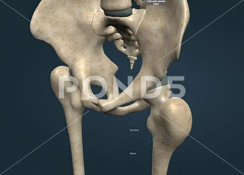When the hip joint, thighbone and hip bone come together, they form one ...