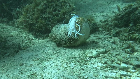 When an holothuria feels threatened, it can eject venomous filaments Stock Footage 277093339