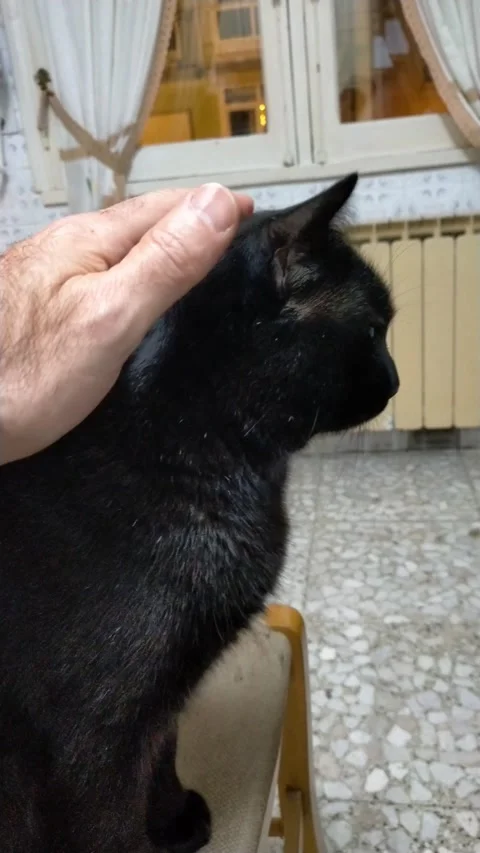 When I stroke my black cat Stock Footage 326534704