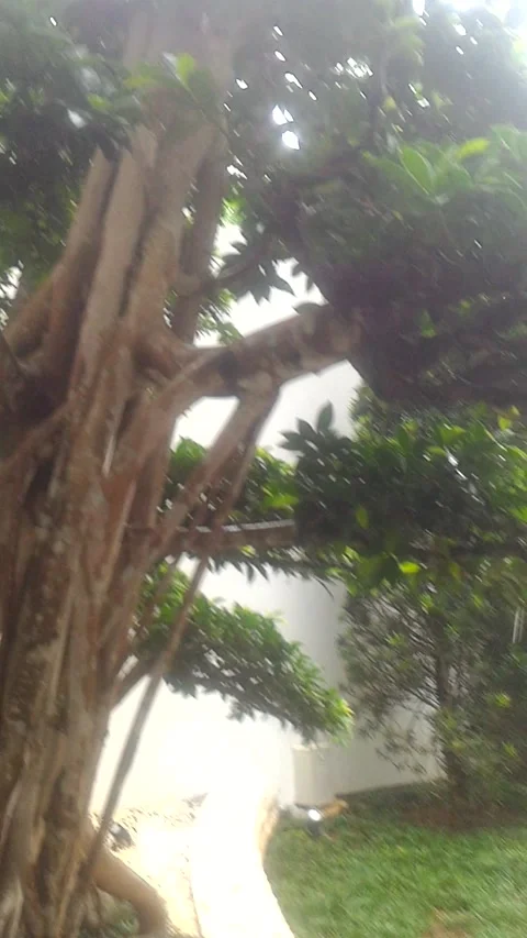 When it rains during the day Stock Footage 218736299