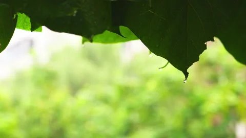 When it rains, raindrops drip from the green leaves of the trees Stock Footage 236886617